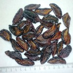 dried prunes halves