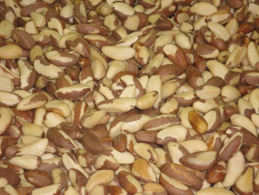organic brazil nuts foodimpex
