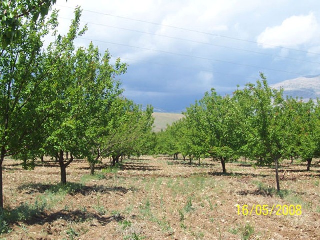 organic apricot farms