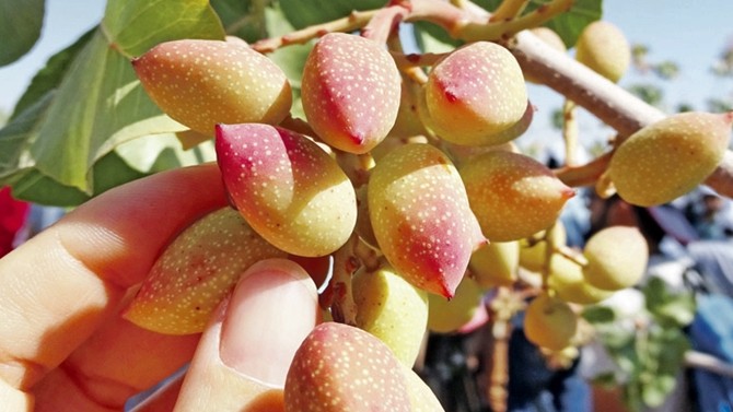 pistachio kernels fresh on tree