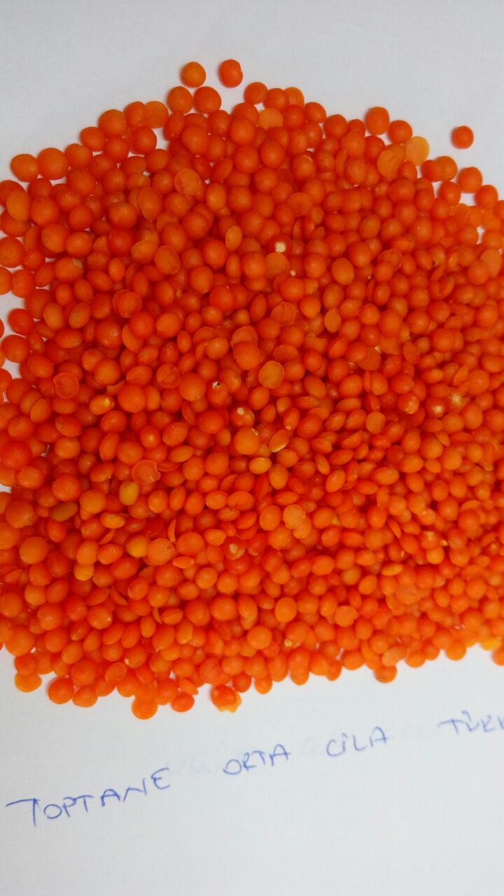 Red Whole Lentils