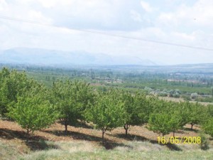 organic apricot farms